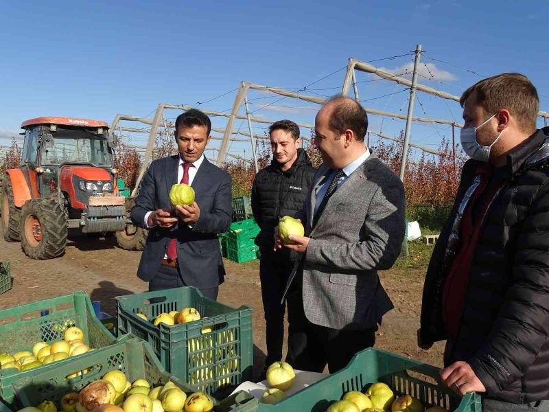 Tekirdağ’da armut hasadı
