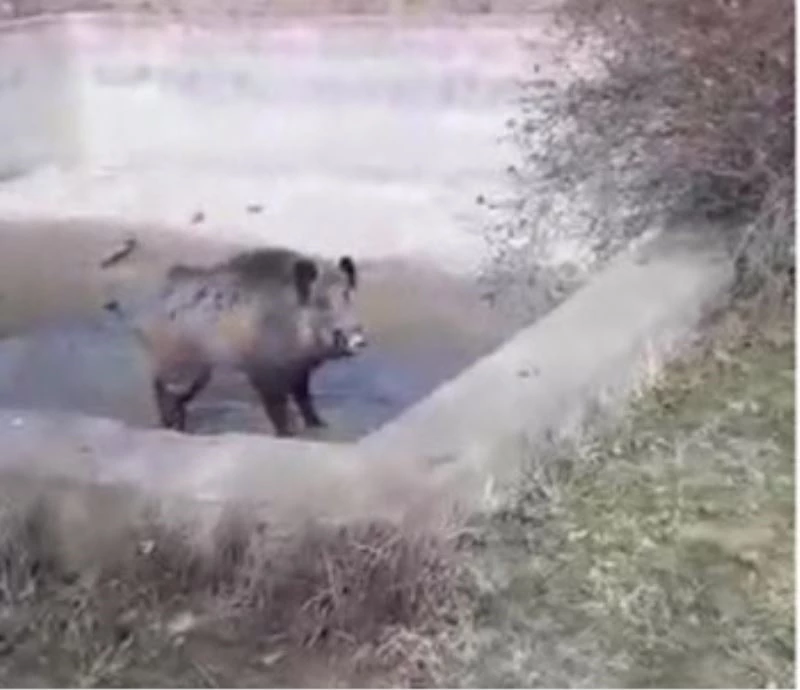Yardım etmek istedikleri yaralı domuzun tepkisi karşısında neye uğradıkları şaşırdılar
