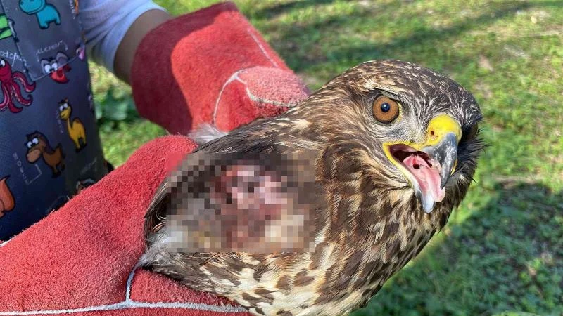 Kanadı kırılan kızıl şahin artık uçamayacak
