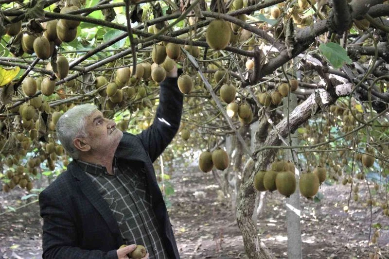 (Özel) 10 dönüm bahçeden 280 bin lira kazandı

