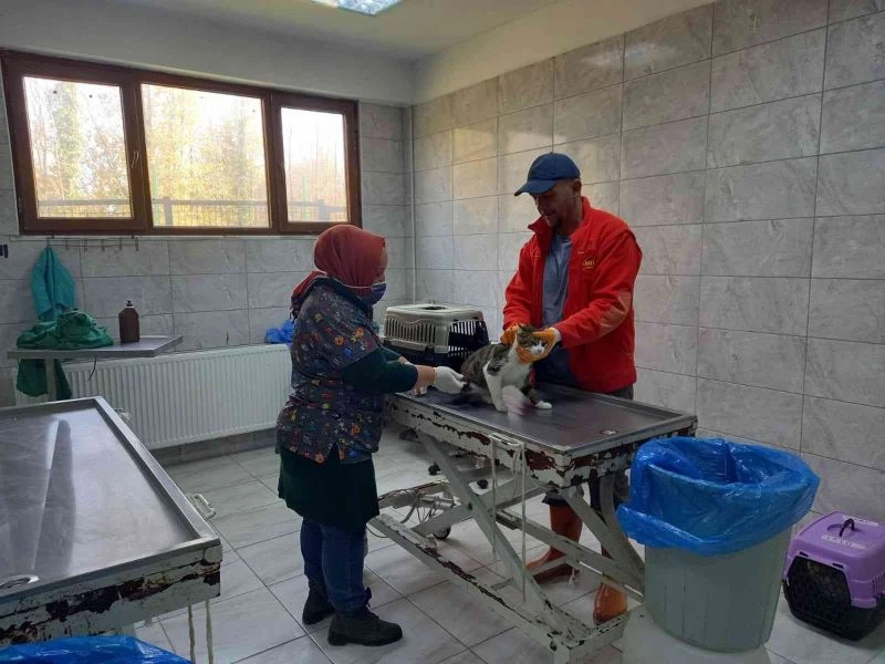 Son 3 ayda 429 sokak köpeği tedavi edildi
