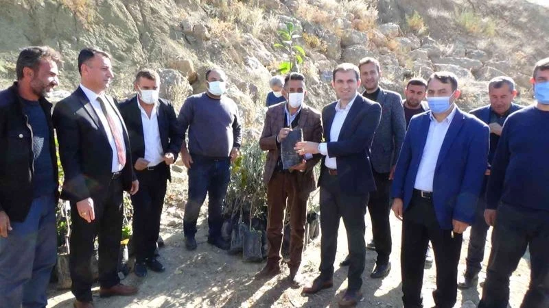 Batman zeytin diyarı olma yolunda
