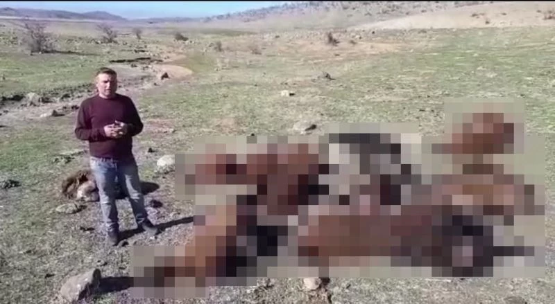 İzdiham yaşanan ağılda 16 koyun telef oldu
