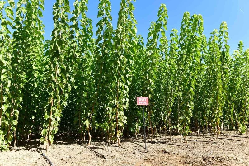 Kuru kayısıdaki fiyat artışı fidelere talebi arttırdı
