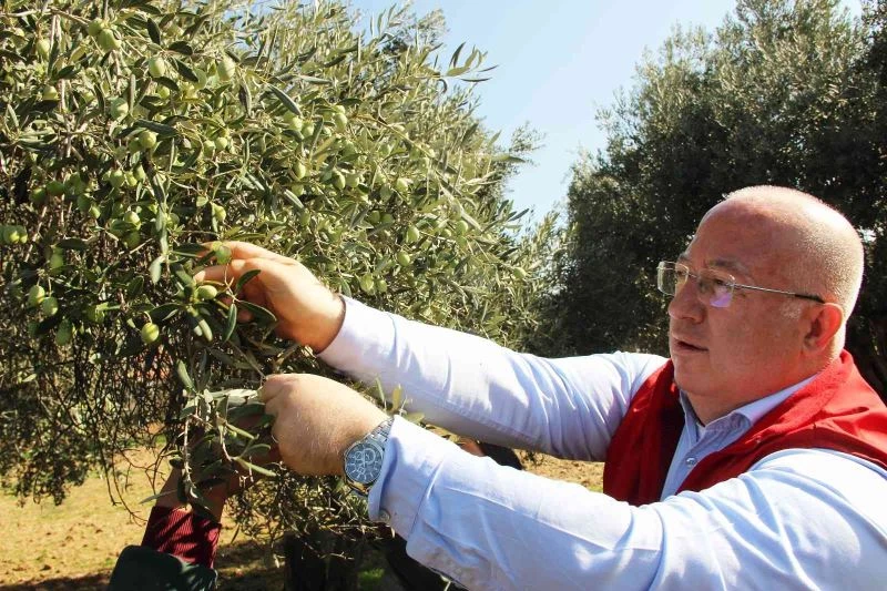 Zeytinyağları ihtiyaç sahiplerine dağıtılacak
