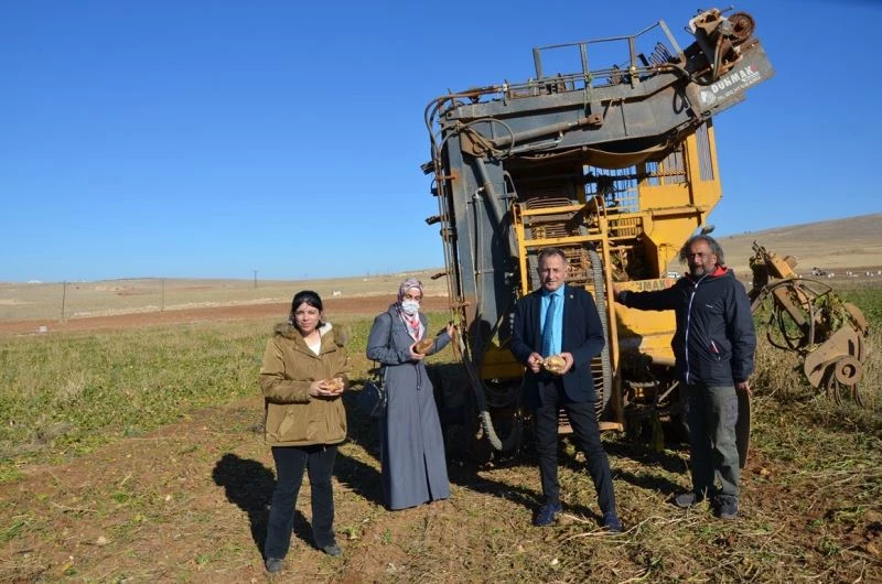 Darende’de pancarda yüksek rekolte sevinci
