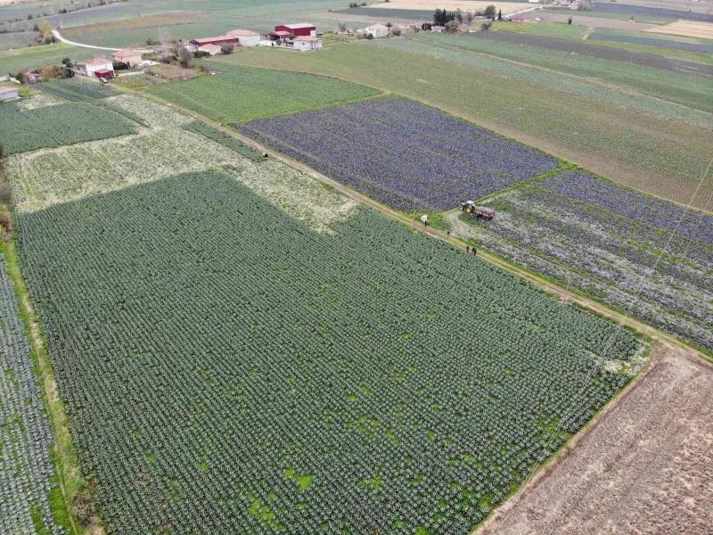 Bafra Ovası’nda üreticiye piyango vurdu
