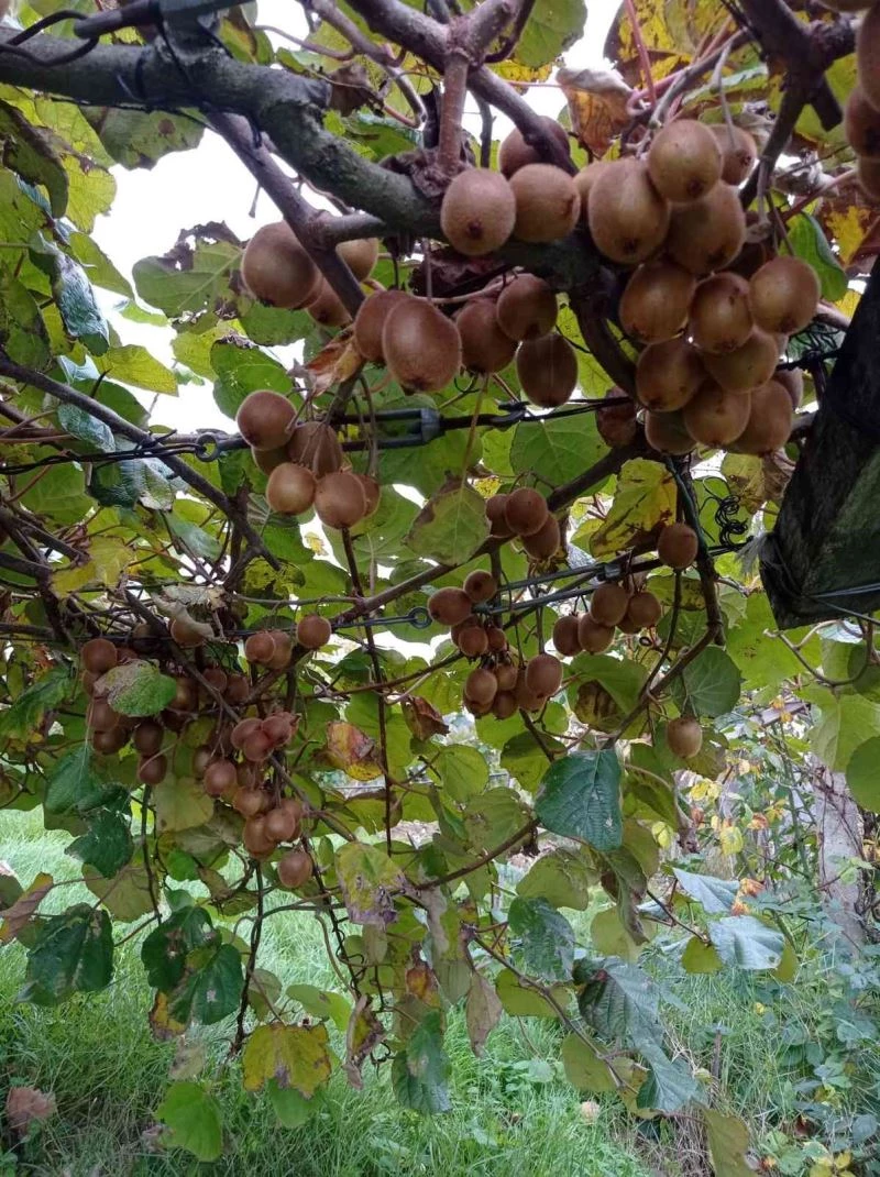 Türkeli’de kivi hasadı başladı
