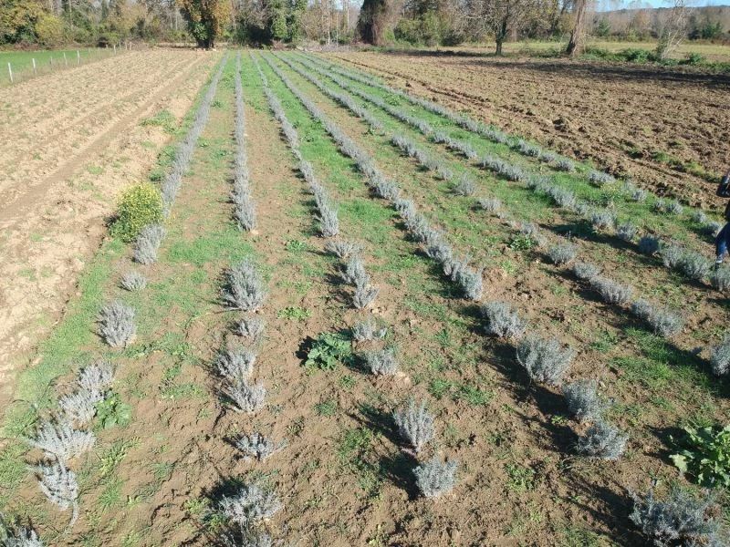 Sinop’ta ilk defa ekildi, verimi yüz güldürdü
