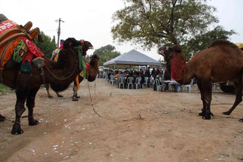 Aydın’da keşkek kazanı develer için kaynadı
