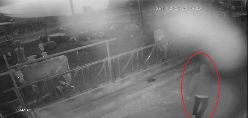 Besihanedeki haşhaşları çuvallarla çalan şüpheli tutuklandı
