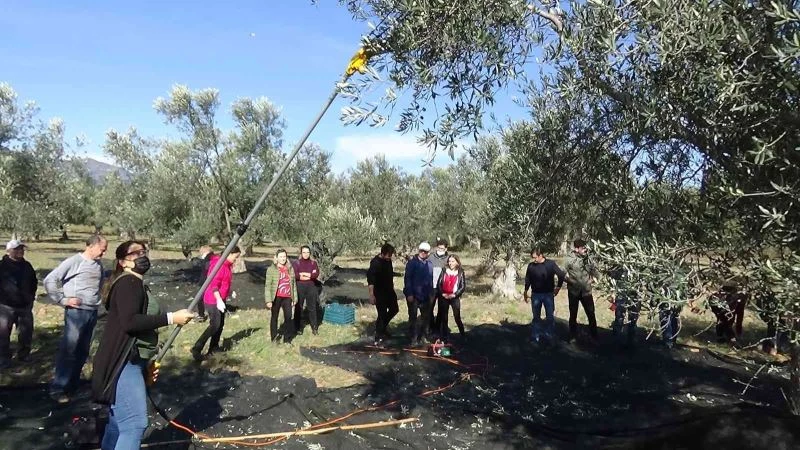 Hem zeytinciliği öğreniyorlar, hem de zeytinyağı ve zeytin üretiyorlar
