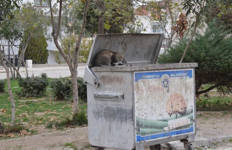 Turgutlu’da kedi vahşeti
