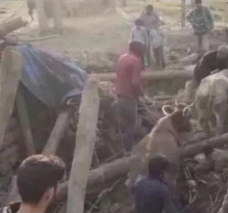 Depremde çöken ahırdaki hayvanları kurtarmak için seferber oldular
