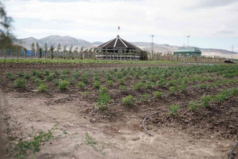 Sincan eko çiftlikte dönüşüm, üretim ve eğitim var
