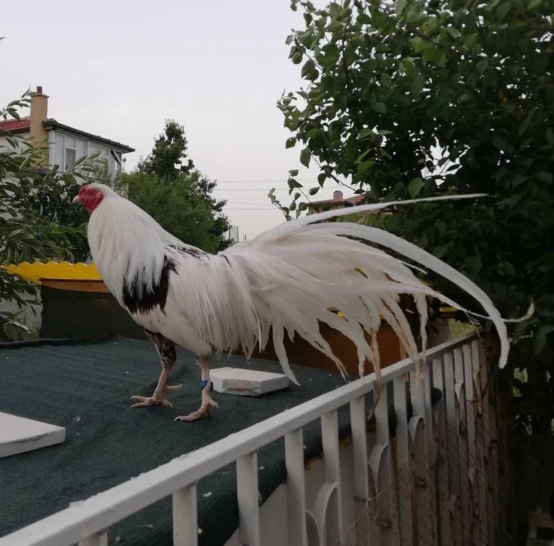 Gözü gibi baktığı horozu çalınınca sosyal medyadan ilan verdi
