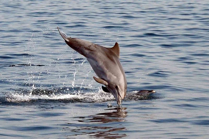 Karadeniz’de balık stoklarını tükettikleri iddiasıyla suçlanan yunus ve köpek balıkları aklandı
