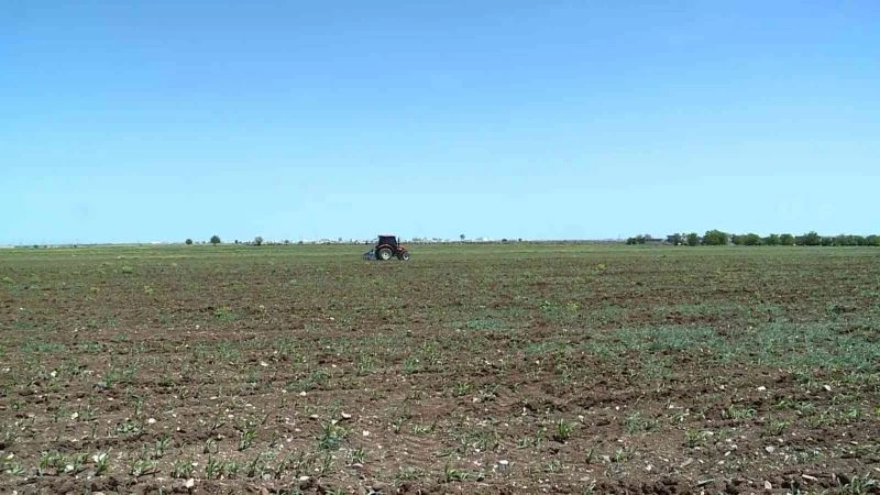 Diyarbakır ve çevresinde etkili olan yağışlar çiftçinin yüzünü güldürecek
