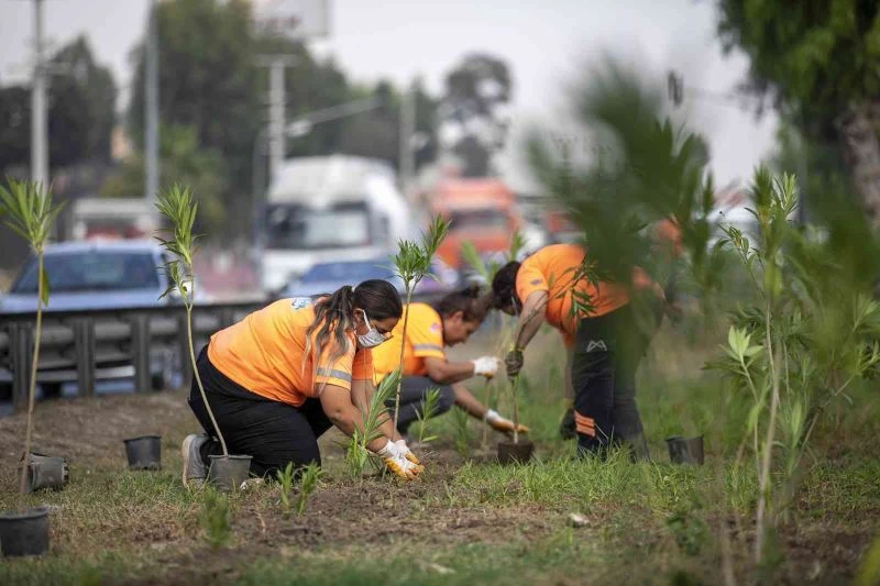 Kadınların ürettiği zakkumların refüjlere dikimi başladı
