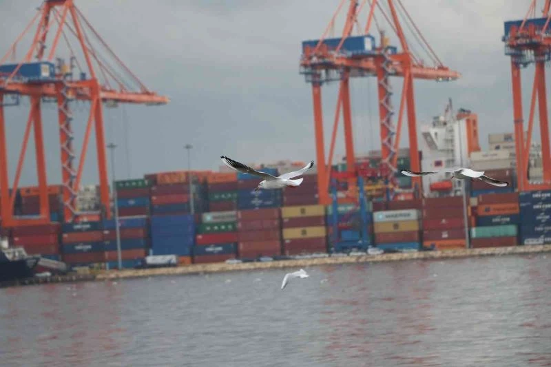 Martıların yağmurlu havada görsel şöleni
