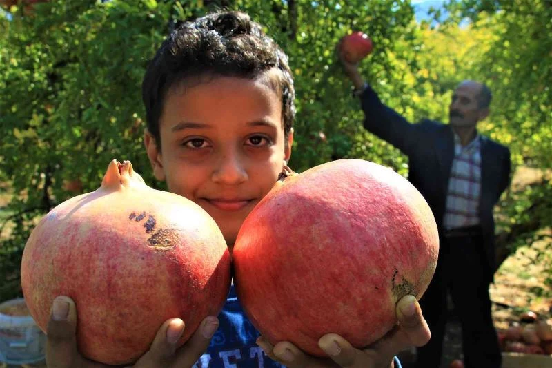 Gören şaşırıyor, bu narların tanesi 1,5 kilo
