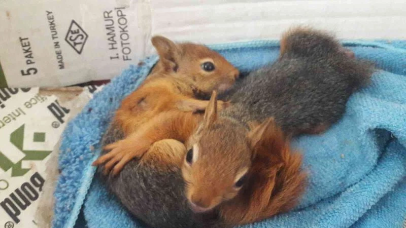 Yavru sincaplar emin ellerde
