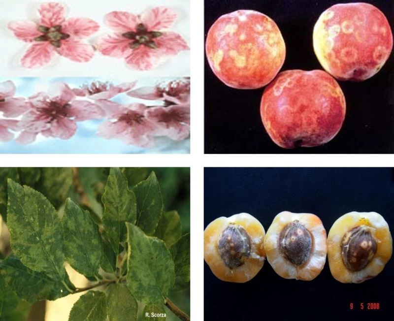 Önlemler şarka virüsünü Malatya’dan uzak tuttu
