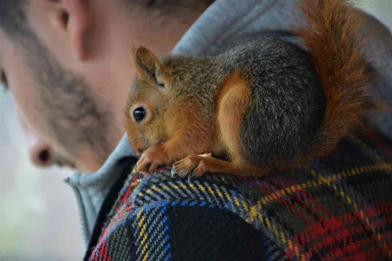 Sincap ’Alvin’ çay içiyor, cips yiyor, otomobille geziyor
