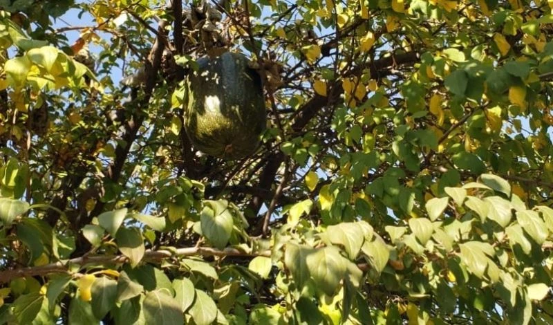 Görenler gözlerine inanamadı, 10 kiloluk kabak ağaçta yetişti
