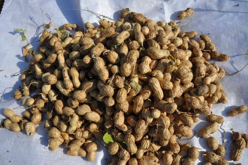 Gübreden ve sudan tasarruf için mısır yerine yer fıstığı
