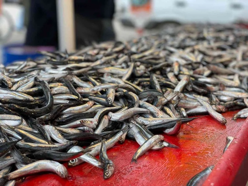 Denizden hamsi fışkırıyor
