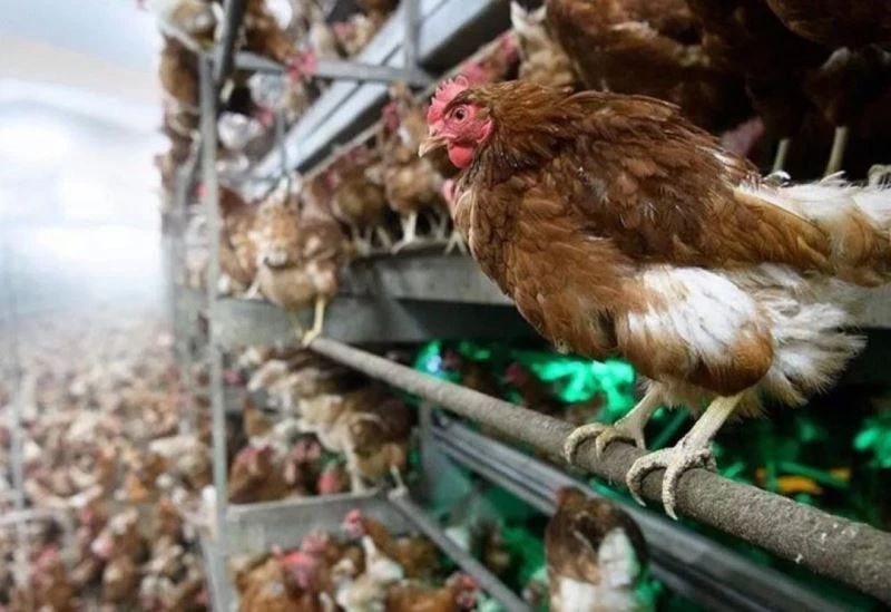 2 milyon 575 bin hayvan nakledildi
