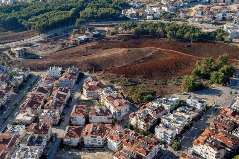 Yanan ormanlara yakın mahallelerin etrafına keçiboynuzu, defne, zeytin fidanı dikilecek