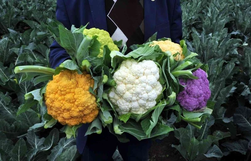 Karnabaharlar renklendi, talebe yetişemiyorlar
