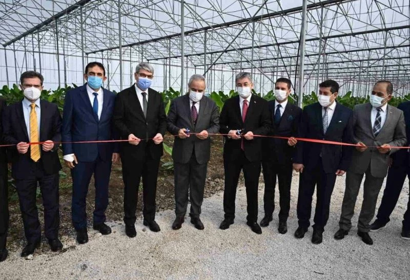 Bakan Yardımcısı Tunç, OSB’de kurulan muz serasının açılışını yaptı
