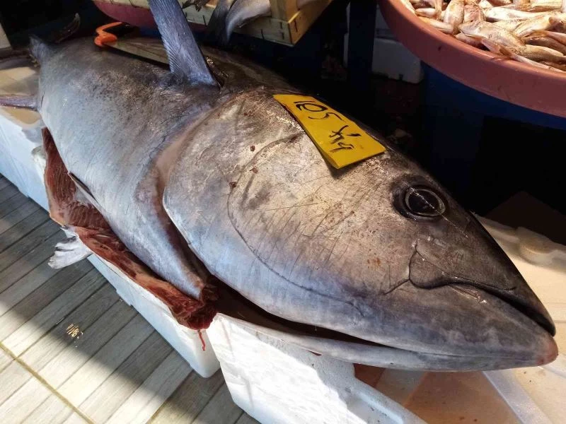 Avlanırken avlandı
