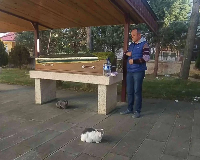 Kedilerin tabut başındaki ’vefa’ nöbeti, görenleri şaşırttı
