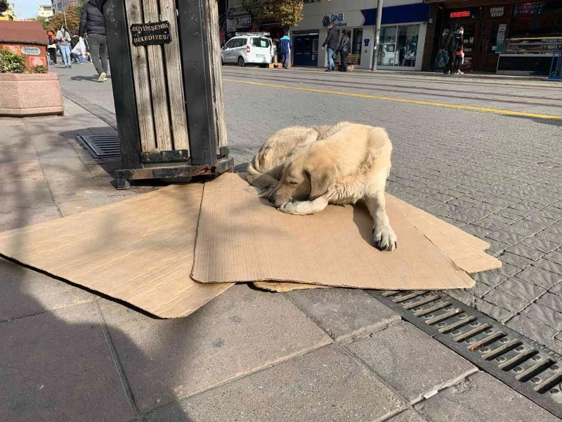 Sokak hayvanları soğuk havalarla mücadelesi başladı
