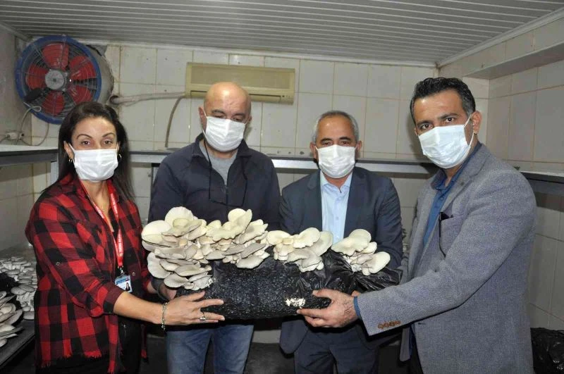 Tarsus’ta mantar yetiştiriciliği kursunu bitirenler iş sahibi oluyor
