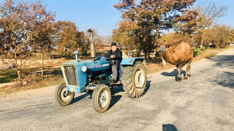(Özel) Traktörü ile güreş devesine Kazdağları’nda idman yaptırıyor
