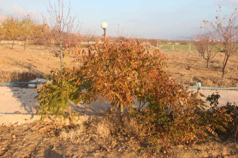 3 yıl önce 10 sumak ağacı dikti, yüzde 200 verim aldı
