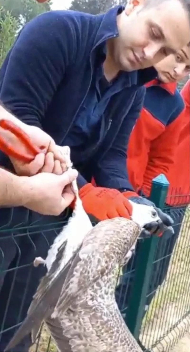 Tellere takılan martıyı itfaiye ekipleri kurtardı
