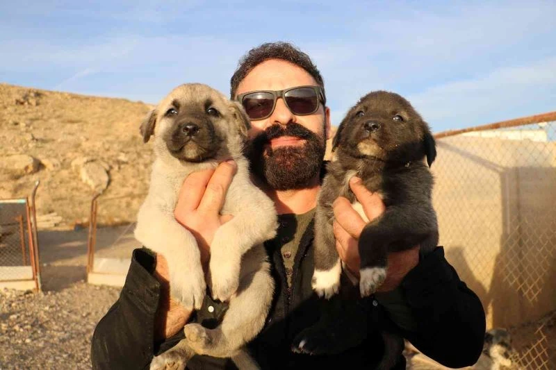 Gerçek kangal 10 aşamada anlaşılır
