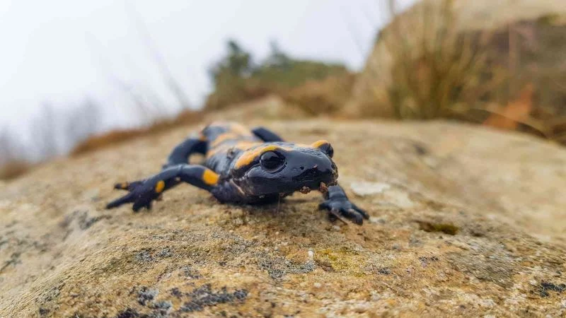 Kahramanmaraş’ta sarı benekli semender görüntülendi
