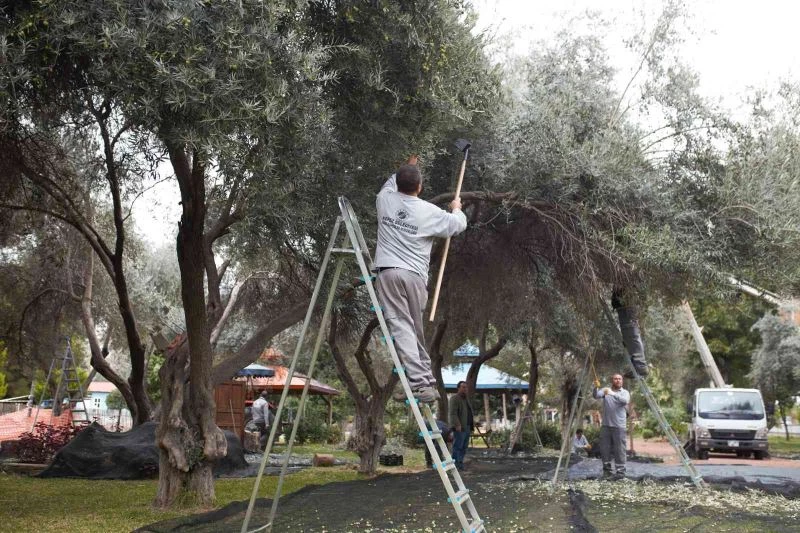 DokumaPark’ta zeytin hasadı başladı
