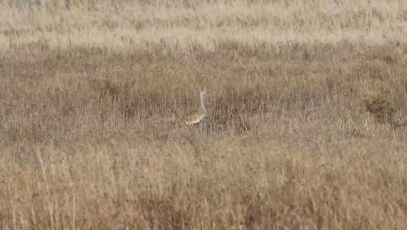 Türkiye’de nesli tehlike altındaki toy kuşu Hatay’da görüntülendi
