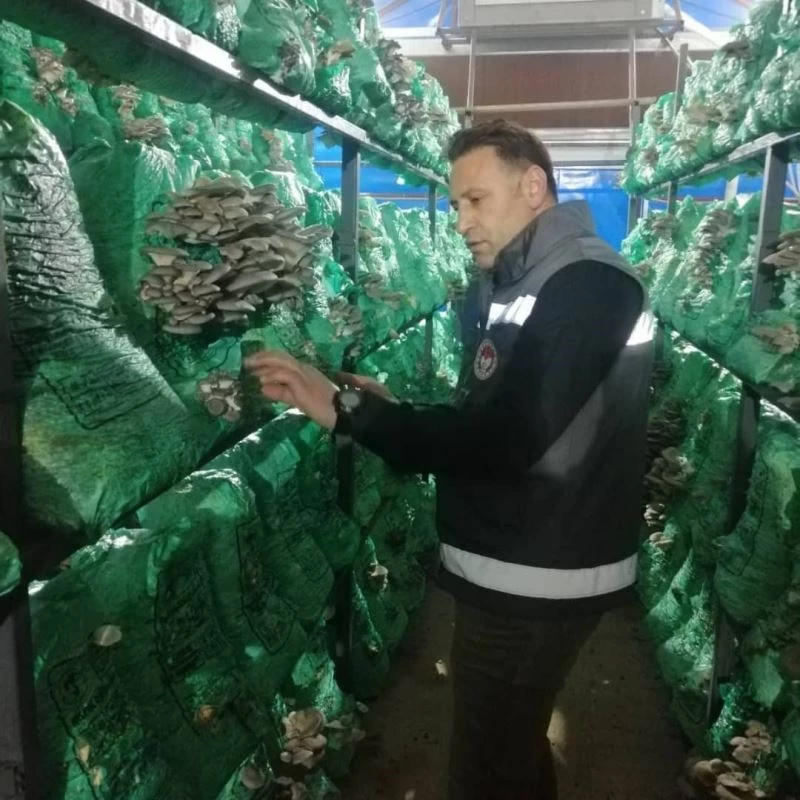 Kırklareli’nde istiridye mantarı üretimi artıyor
