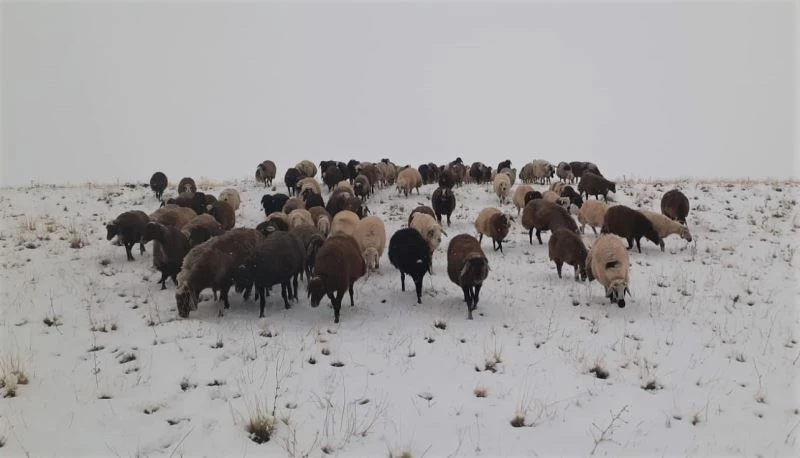 Yaylalardan indirilmeye başlanan koyun sürüsüne kar yağışı zor anlar yaşattı
