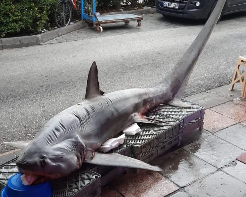 Pazarda dev köpek balığına yoğun ilgi
