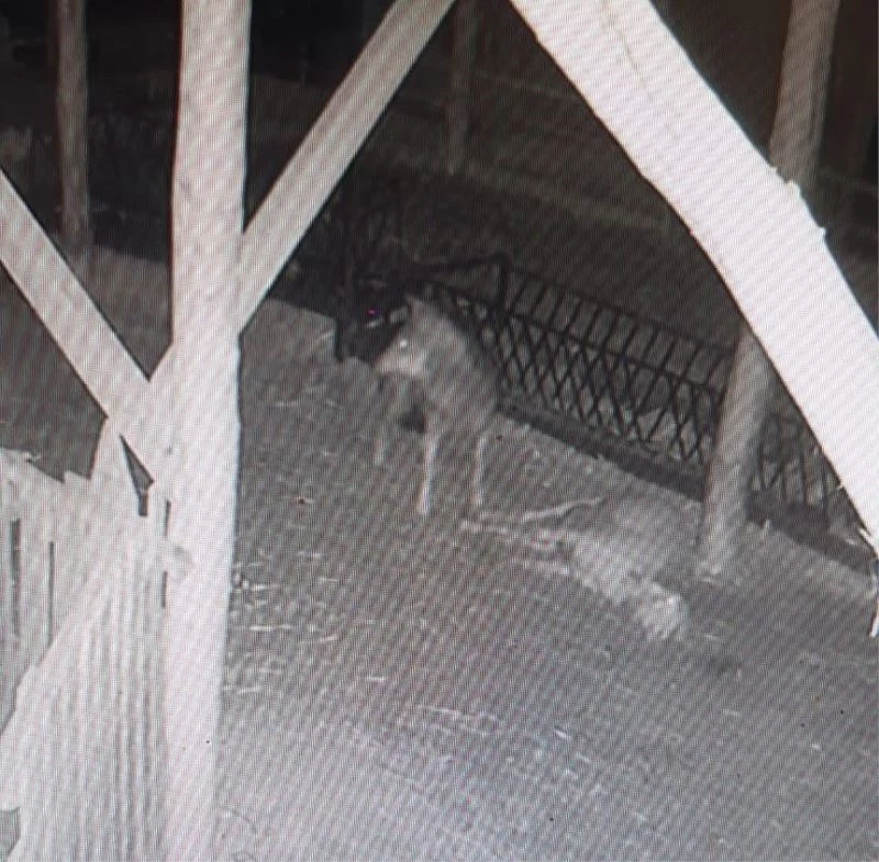 Ahıra saldıran kurt 2 koyunu telef etti
